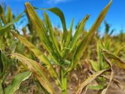 Final de cosecha incierto por la chicharrita
