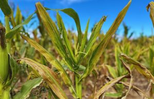Final de cosecha incierto por la chicharrita