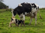 Presentan en Salta una nueva vacuna contra la diarrea neonatal en terneros