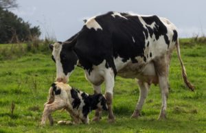 Presentan en Salta una nueva vacuna contra la diarrea neonatal en terneros