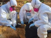 Detectan una bacteria transmitida por garrapatas en fauna silvestre