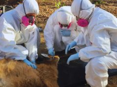 Detectan una bacteria transmitida por garrapatas en fauna silvestre