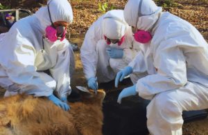Detectan una bacteria transmitida por garrapatas en fauna silvestre