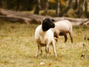 Alerta sanitaria: Argentina reporta su primer caso de scrapie