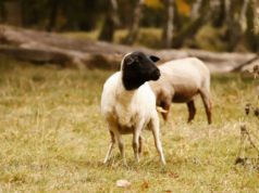 Alerta sanitaria: Argentina reporta su primer caso de scrapie