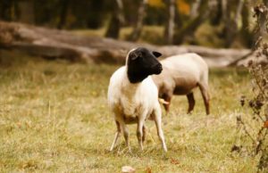 Alerta sanitaria: Argentina reporta su primer caso de scrapie