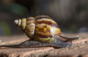 Tucumán bajo vigilancia por la posible aparición del caracol africano