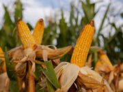 Gran recuperación del maíz tardío