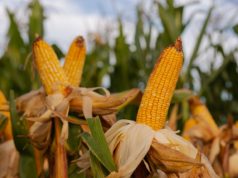 Gran recuperación del maíz tardío