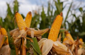 Gran recuperación del maíz tardío