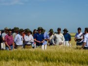 DONMARIO presenta su estrategia varietal para la nueva campaña triguera