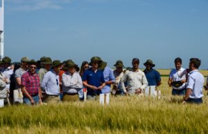 DONMARIO presenta su estrategia varietal para la nueva campaña triguera