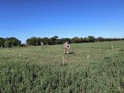 Bioestimulantes: su uso adecuado puede duplicar el rendimiento de las pasturas
