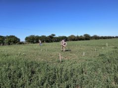 Bioestimulantes: su uso adecuado puede duplicar el rendimiento de las pasturas