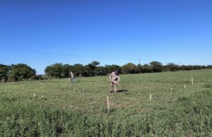 Bioestimulantes: su uso adecuado puede duplicar el rendimiento de las pasturas