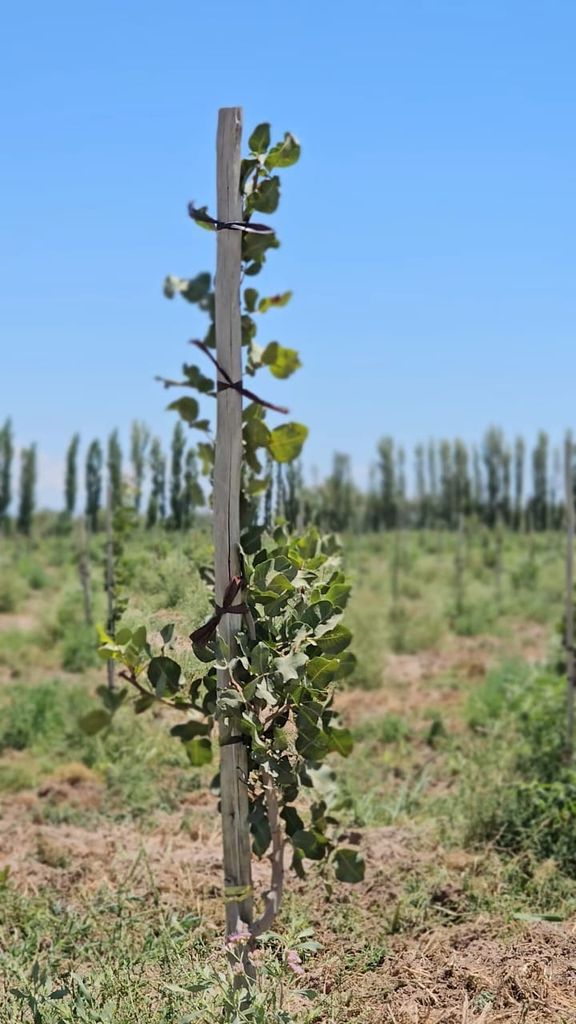 El pistacho gana terreno en el agro argentino y atrae inversiones con proyecci&oacute;n exportadora