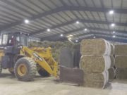 Nueva exportación de alfalfa desde San Luis hacia China