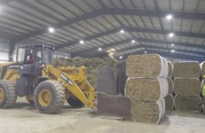 Nueva exportación de alfalfa desde San Luis hacia China
