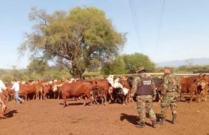 Salta: recuperaron 34 vacunos tras operativos contra el abigeato
