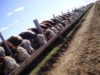 Simplifican requisitos para registrar feedlots