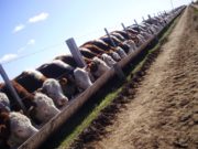 Simplifican requisitos para registrar feedlots