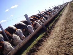 Simplifican requisitos para registrar feedlots