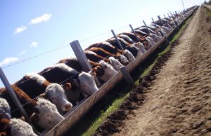 Simplifican requisitos para registrar feedlots
