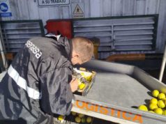Los limones argentinos continúan ganando mercados externos