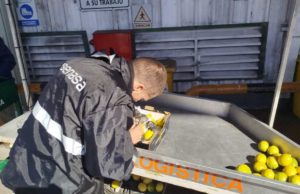 Los limones argentinos continúan ganando mercados externos