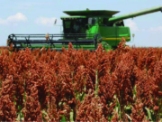 El sorgo arriba de los 40 quintales
