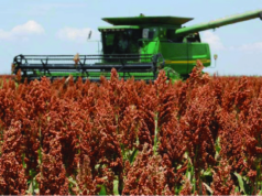 El sorgo arriba de los 40 quintales