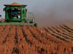 Mejoran las condiciones para la cosecha del sorgo