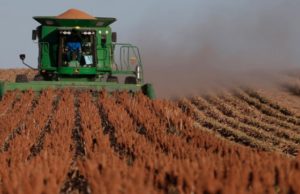 Mejoran las condiciones para la cosecha del sorgo