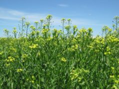 Alianza para impulsar el cultivo de camelina para biocombustibles