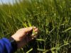 Nuevas soluciones para trigo con foco en sanidad y manejo integral