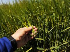 Nuevas soluciones para trigo con foco en sanidad y manejo integral
