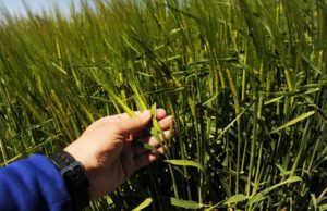 Nuevas soluciones para trigo con foco en sanidad y manejo integral
