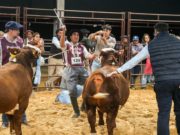 Pilagá y Corral de Guardia los ganadores de la Nacional del Ternero Braford