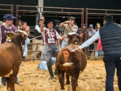 Pilagá y Corral de Guardia los ganadores de la Nacional del Ternero Braford
