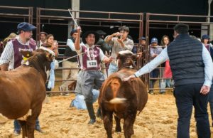 Pilagá y Corral de Guardia los ganadores de la Nacional del Ternero Braford