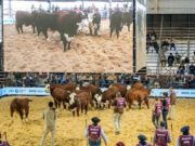 La Nacional Braford consagró a sus grandes campeones