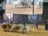 Se eligieron los mejores reproductores de la Nacional Brahman