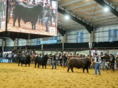 Brangus consagró sus grandes campeones de la Nacional