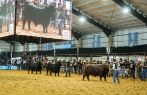 Brangus consagró sus grandes campeones de la Nacional