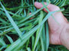 Karai INTA: una nueva alternativa forrajera para ambientes salinos