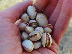 Crece en Argentina el interés inversor en el pistacho