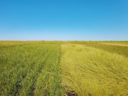 Nuevas variedades de raigrás para planteos de alta producción