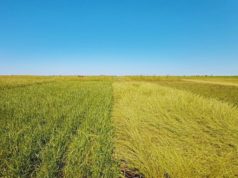 Nuevas variedades de raigrás para planteos de alta producción