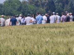 El trigo recupera atractivo con mejores precios y renovación genética