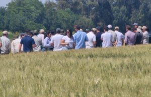 El trigo recupera atractivo con mejores precios y renovación genética
